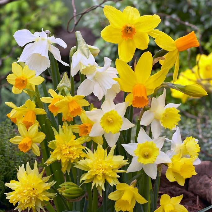 Rock Garden Daffodil Mix 1 Rock Garden Daffodil Mix