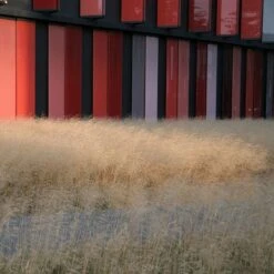 Gold Dew Tufted Hair Grass -Plant Seed Store deschampsia cespitosa goldtau hoffman cropped 1 2