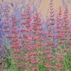 Desert Sunrise® Agastache -Plant Seed Store desert sunrise agastache close up