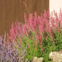 Desert Sunrise® Agastache -Plant Seed Store desert sunrise agastache rock garden