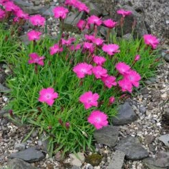 Kahori Pink® Dianthus -Plant Seed Store dianthus kahor pink