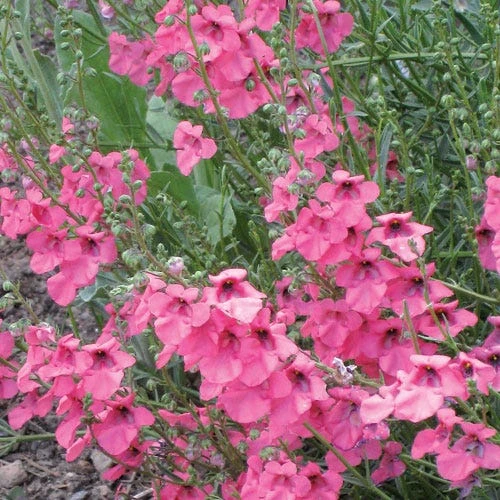 Coral Canyon® Twinspur (Diascia) 2 Coral Canyon® Twinspur (Diascia) - Image 2