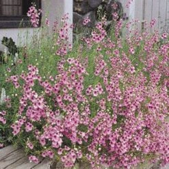Coral Canyon® Twinspur (Diascia) 5 Coral Canyon® Twinspur (Diascia) -Plant Seed Store diascia integerrima 42410