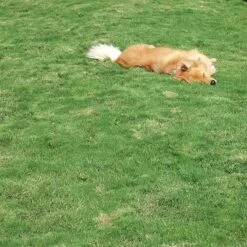 Dog Tuff™ Grass Plugs -Plant Seed Store dog tuff grass hblb870 with dog