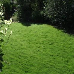 Dog Tuff™ Grass Plugs -Plant Seed Store dog tuff grass plug lawn