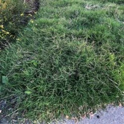 Dog Tuff™ Grass Plugs -Plant Seed Store dog tuff grass plugs close