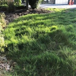 Dog Tuff™ Grass Plugs -Plant Seed Store dog tuff grass plugs dog friendly grass