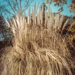 Dwarf Pampas Grass -Plant Seed Store dwarf pampas grass winter