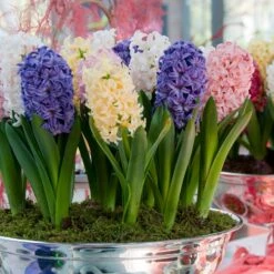 Plant Seed Store -Plant Seed Store easter joy hyacinth mix indoor pot