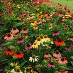 Cheyenne Spirit Echinacea -Plant Seed Store echinacea cheyenne spirit 600