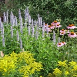 Blue Fortune Agastache 7 Blue Fortune Agastache -Plant Seed Store echinacea purpurea agastache blue fortune solidago