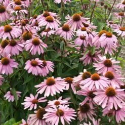 Magnus Echinacea -Plant Seed Store echinacea magnus garden flowers 1