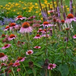 Magnus Echinacea -Plant Seed Store echinacea magnus garden 1