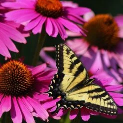 Ruby Star Echinacea -Plant Seed Store echinacea purpurea rubinstern ruby star coneflower pollinator