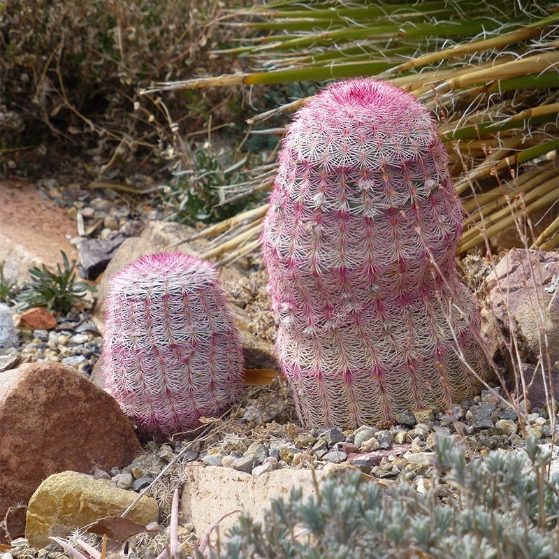 Rainbow Hedgehog Cactus 1 Rainbow Hedgehog Cactus