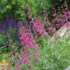 Coconino County Desert Penstemon 15 Coconino County Desert Penstemon -Plant Seed Store emmis oure penstemon coconino county 3 cropped 1