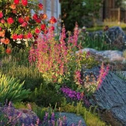 Coconino County Desert Penstemon 10 Coconino County Desert Penstemon -Plant Seed Store emmis oure penstemon coconino county 6 cropped 1