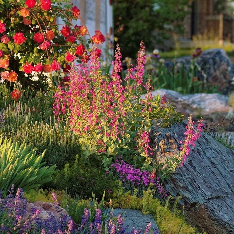 Coconino County Desert Penstemon 3 Coconino County Desert Penstemon - Image 3