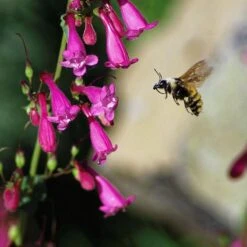 Coconino County Desert Penstemon 12 Coconino County Desert Penstemon -Plant Seed Store emmis oure penstemon coconino county with bee cropped 1