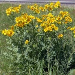 Engelmann's Daisy (Engelmannia) 6 Engelmann's Daisy (Engelmannia) -Plant Seed Store engelmannia texas roadway pgh 1
