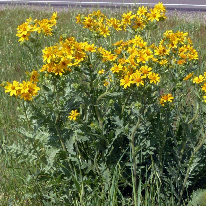 Engelmann's Daisy (Engelmannia) 3 Engelmann's Daisy (Engelmannia) - Image 3