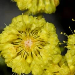 Kannah Creek® Sulphur Buckwheat -Plant Seed Store eriogonum umbellatum sulphurflower buckwheat 1