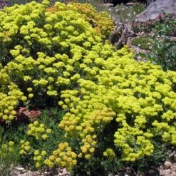 Kannah Creek® Sulphur Buckwheat -Plant Seed Store eriogonum umbellatum v aureum kanah creek 49695 1
