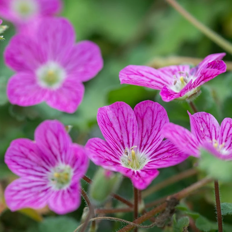 Bishop's Form Heronsbill (Erodium) 1 Bishop's Form Heronsbill (Erodium)
