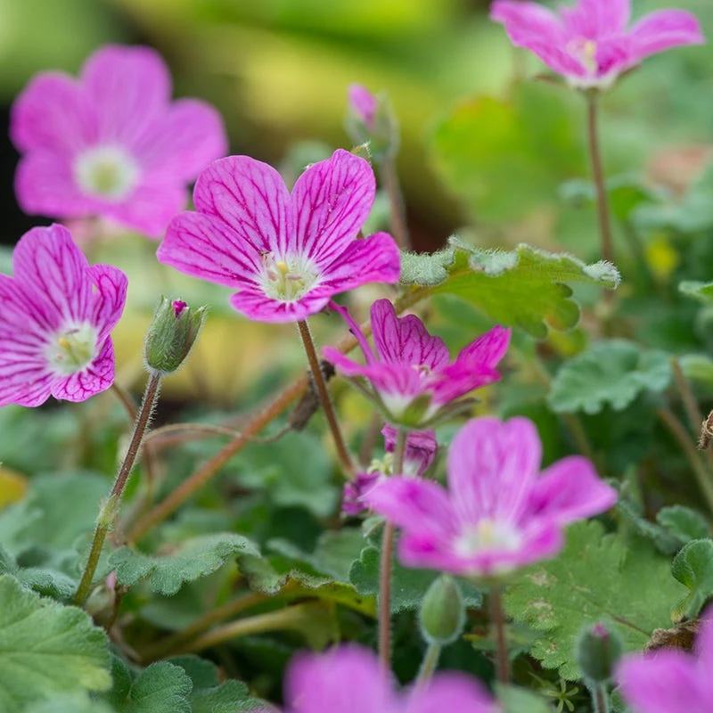 Bishop's Form Heronsbill (Erodium) 3 Bishop's Form Heronsbill (Erodium) - Image 3