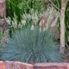 Siskiyou Blue Fescue Grass