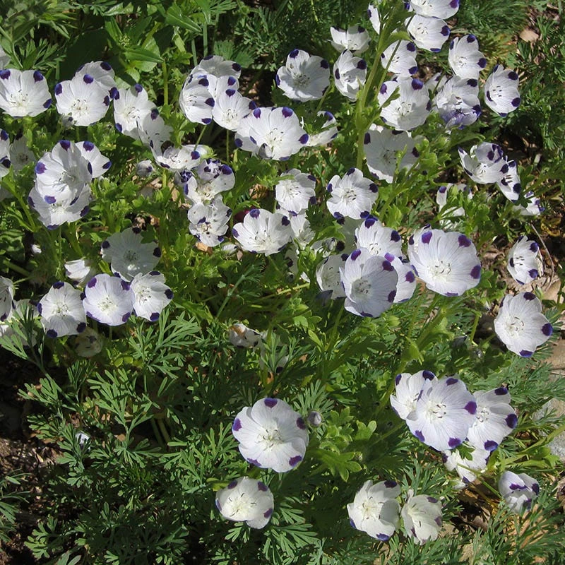 Alternative Lawn Wildflower Seed Mix 2 Alternative Lawn Wildflower Seed Mix - Image 2