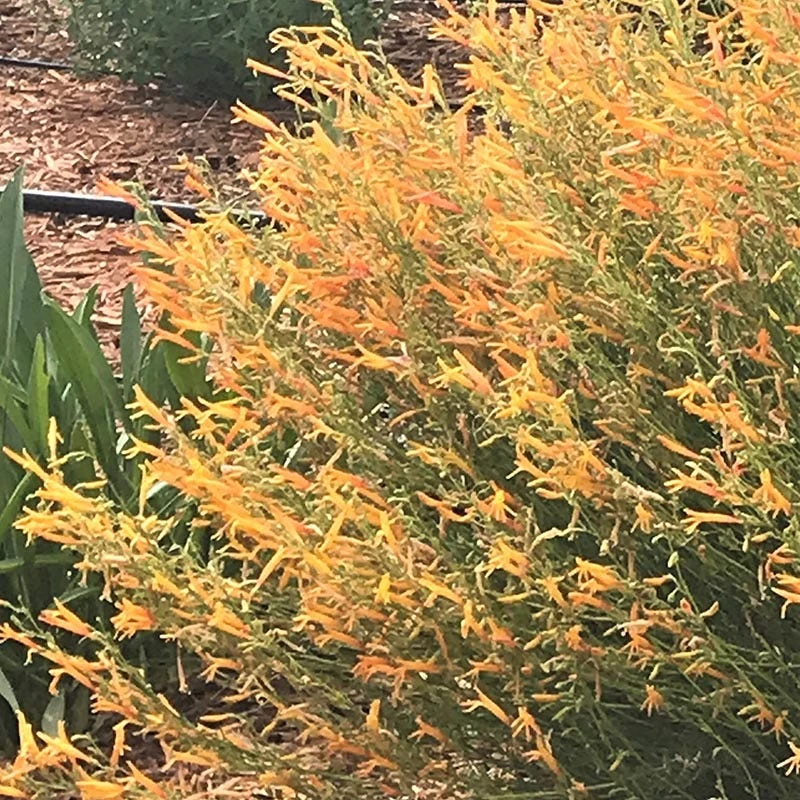 FlowerKisser® Citrus Surprise Penstemon 1 FlowerKisser® Citrus Surprise Penstemon