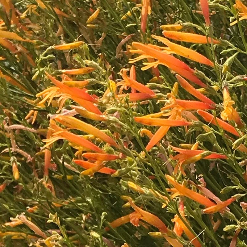 FlowerKisser® Citrus Surprise Penstemon 2 FlowerKisser® Citrus Surprise Penstemon - Image 2