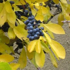 Berry Girl New Mexico Privet -Plant Seed Store forestiera neomexicana fall foliage and fruit 52550 1