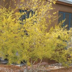 Berry Girl New Mexico Privet -Plant Seed Store forestiera neomexicana 52550 fall 1