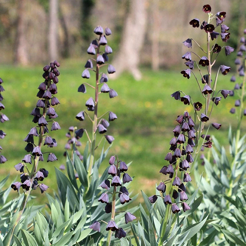 Persian Lily 2 Persian Lily - Image 2