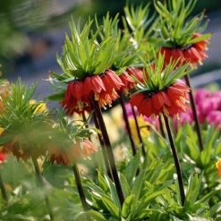 Red Crown Imperial -Plant Seed Store fritillariared2