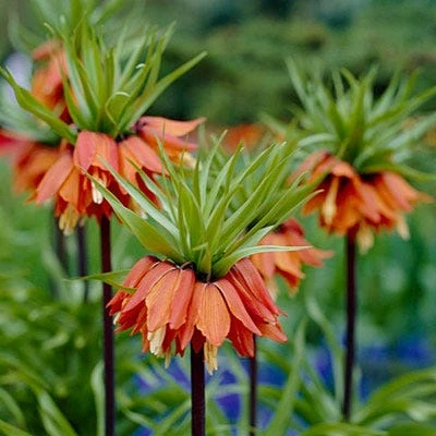 Red Crown Imperial 3 Red Crown Imperial -Plant Seed Store fritillariared 1