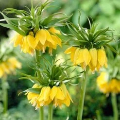 Yellow Crown Imperial -Plant Seed Store fritillariayellow1 1