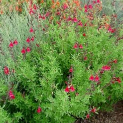 Furman's Red Texas Salvia 7 Furman's Red Texas Salvia -Plant Seed Store furmans red texas salvia