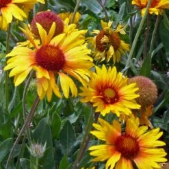 Amber Wheels Gaillardia -Plant Seed Store gaillardia aristida amber wheels 4