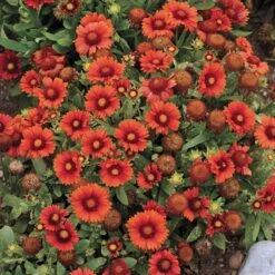 Arizona Red Shades Gaillardia 5 Arizona Red Shades Gaillardia -Plant Seed Store gaillardia arizona red shades flowers