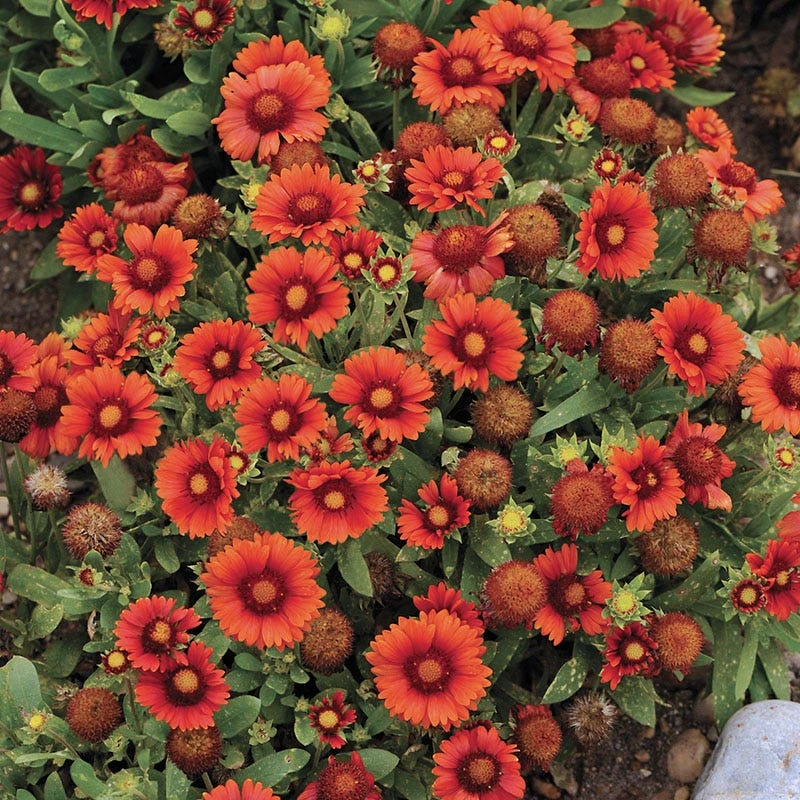 Arizona Red Shades Gaillardia 3 Arizona Red Shades Gaillardia - Image 3