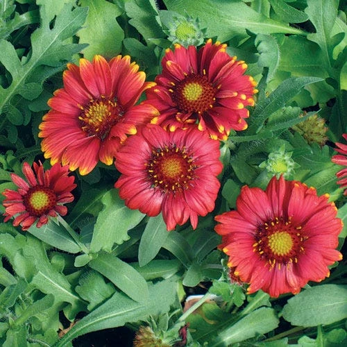 Arizona Red Shades Gaillardia 2 Arizona Red Shades Gaillardia - Image 2