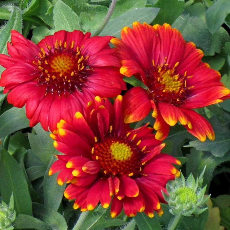 Arizona Red Shades Gaillardia 1 Arizona Red Shades Gaillardia