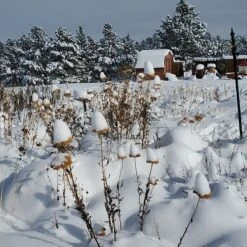 Coronation Gold Yarrow -Plant Seed Store garden in snow dianeoneil
