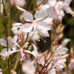 Snow Fountain Gaura -Plant Seed Store gaura lindheimeri snowfountain bloom