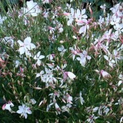 Snow Fountain Gaura -Plant Seed Store gaura snow fountain plant haven