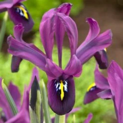 George Specie Iris (Mini Iris) -Plant Seed Store george mini iris specie iris purple