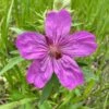 Sticky Geranium